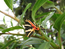 Schmetterling Russischer Bär 002.jpg